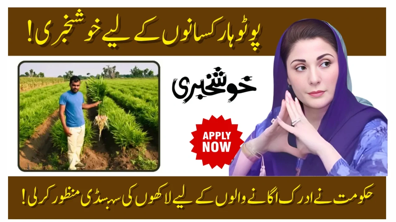 Potohar Ginger Subsidy 2025: A Golden Opportunity for Farmers