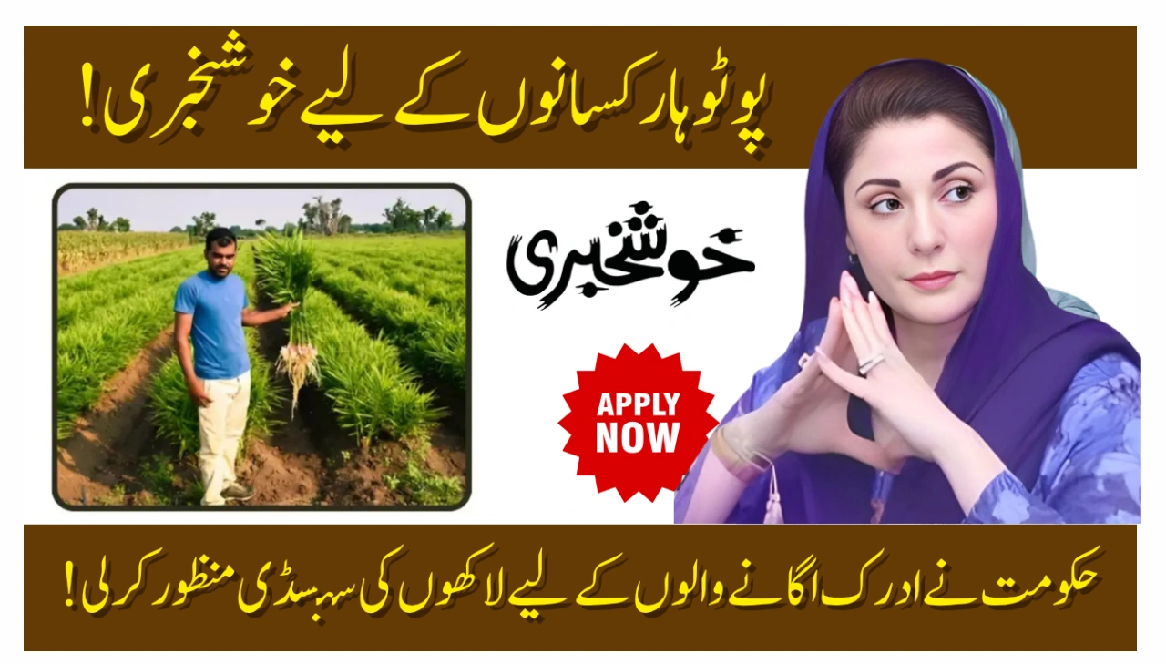 Potohar Ginger Subsidy 2025 A Golden Opportunity for Farmers